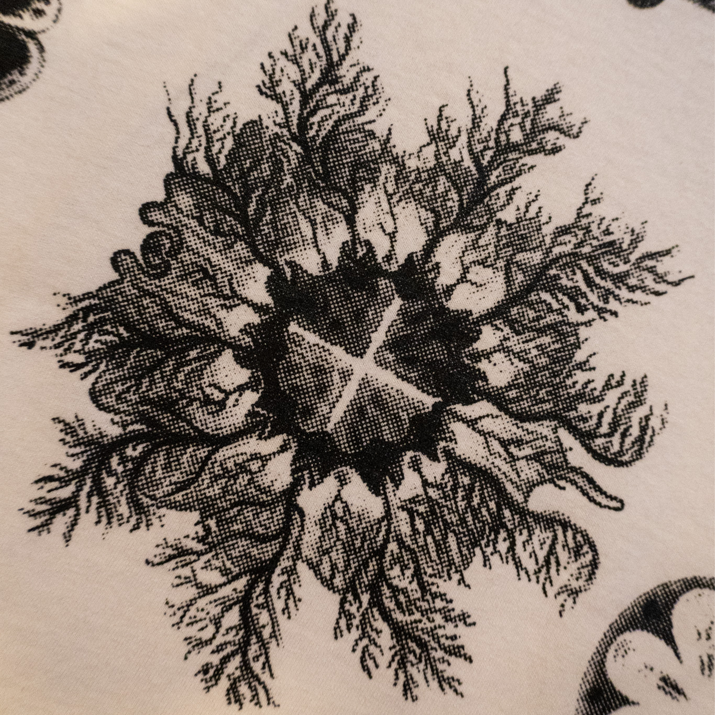 amoeba