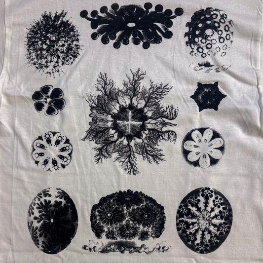 ASCIDIACEA